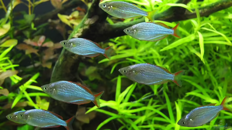 Besatz im Aquarium Somewhere....(Nicht mehr aktuell) von axolotl (72)