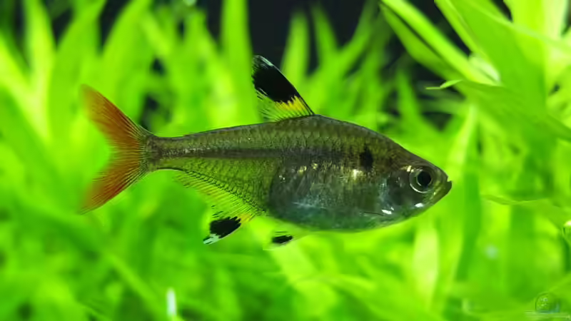 Besatz im Aquarium Somewhere....(Nicht mehr aktuell) von axolotl (73)