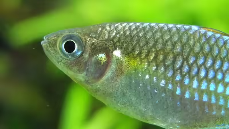 Besatz im Aquarium Somewhere....(Nicht mehr aktuell) von axolotl (75)