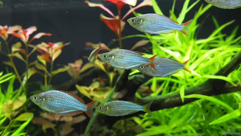 Besatz im Aquarium Somewhere....(Nicht mehr aktuell) von axolotl (76)