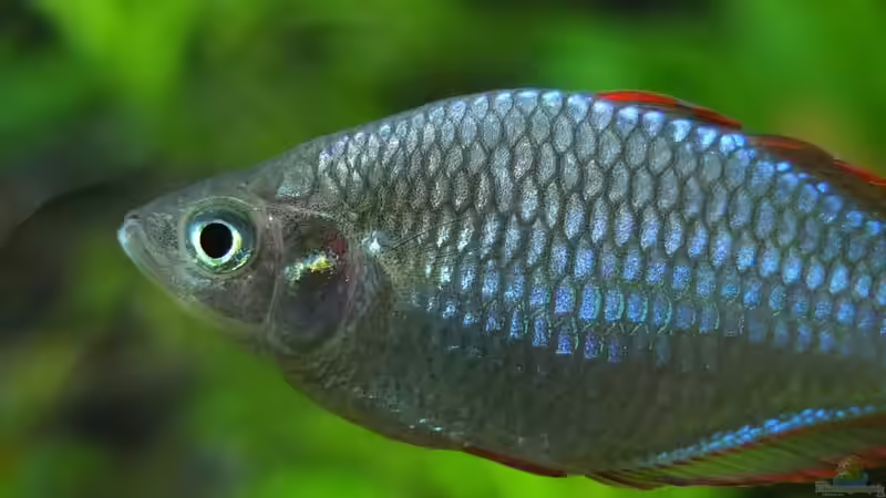 Besatz im Aquarium Somewhere....(Nicht mehr aktuell) von axolotl (81)