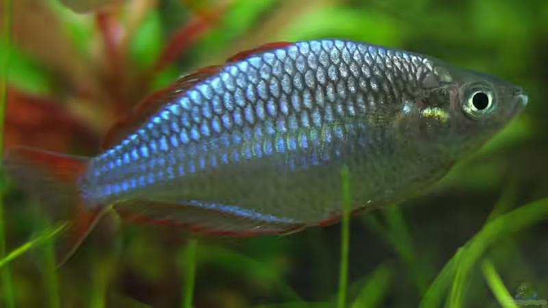 Besatz im Aquarium Somewhere....(Nicht mehr aktuell) von axolotl (82)