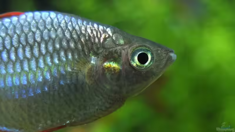 Besatz im Aquarium Somewhere....(Nicht mehr aktuell) von axolotl (87)