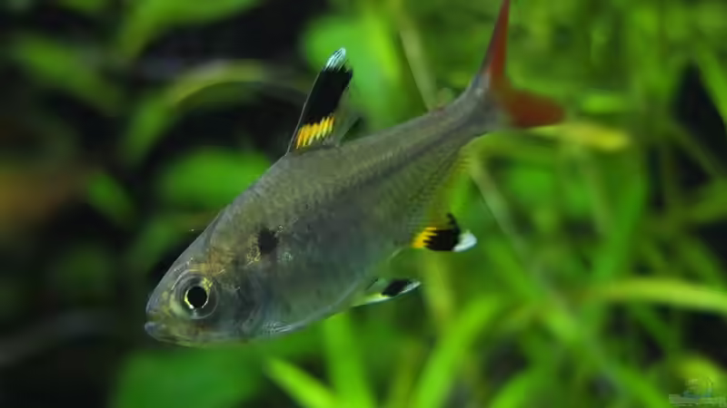 Besatz im Aquarium Somewhere....(Nicht mehr aktuell) von axolotl (88)