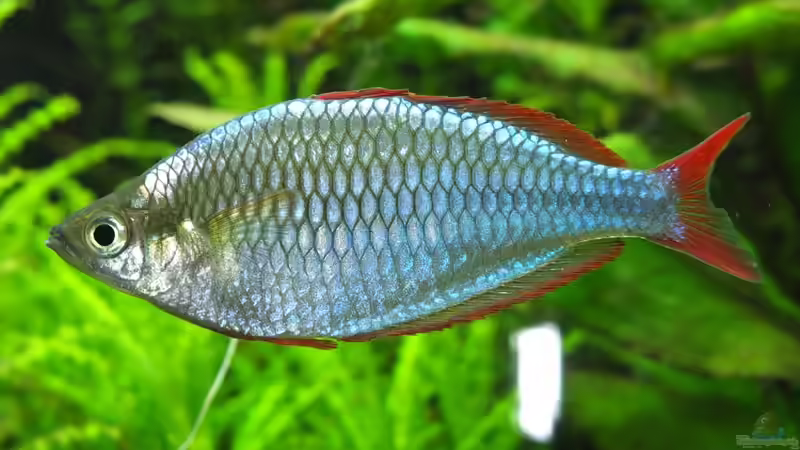 Besatz im Aquarium Somewhere....(Nicht mehr aktuell) von axolotl (89)