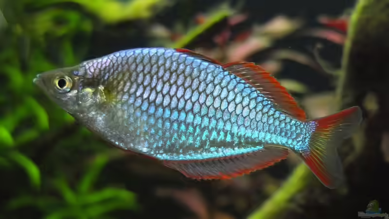 Besatz im Aquarium Somewhere....(Nicht mehr aktuell) von axolotl (91)