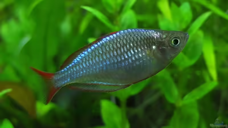 Besatz im Aquarium Somewhere....(Nicht mehr aktuell) von axolotl (92)