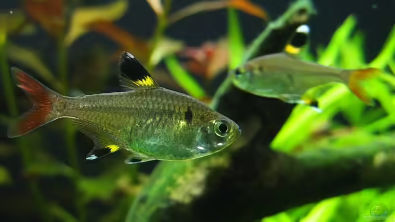 Besatz im Aquarium Somewhere....(Nicht mehr aktuell) von axolotl (93)