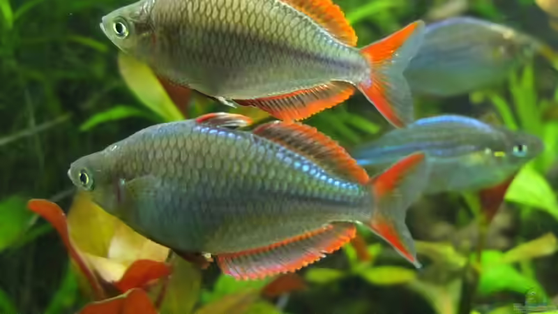 Besatz im Aquarium Somewhere....(Nicht mehr aktuell) von axolotl (94)