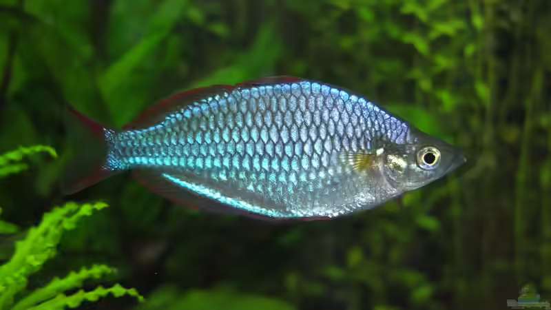 Besatz im Aquarium Somewhere....(Nicht mehr aktuell) von axolotl (95)