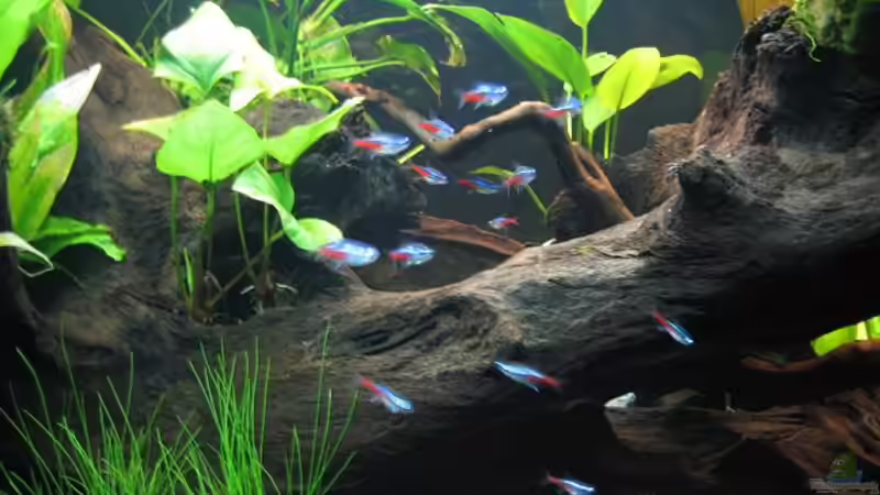 Besatz im Aquarium Somewhere else von Marco B. (23)