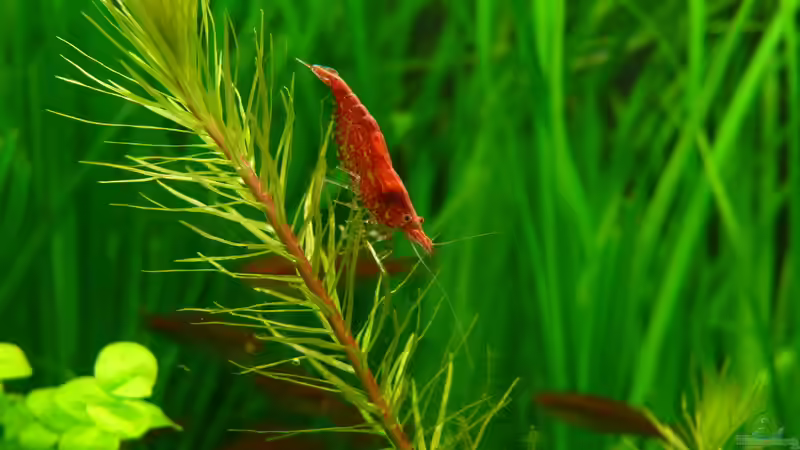 Besatz im Aquarium Sommertraum (nicht mehr in Betrieb) von Torsten Franke (29)