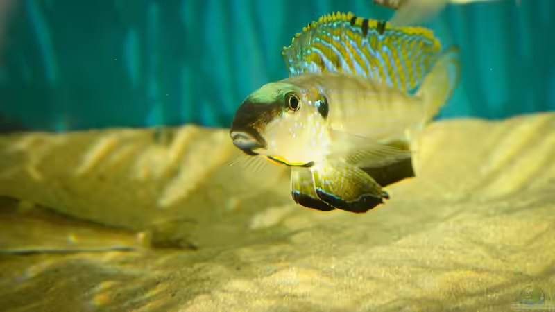 Besatz im Aquarium Sonnenbank von wolf87 (11)