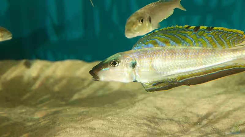 Besatz im Aquarium Sonnenbank von wolf87 (12)