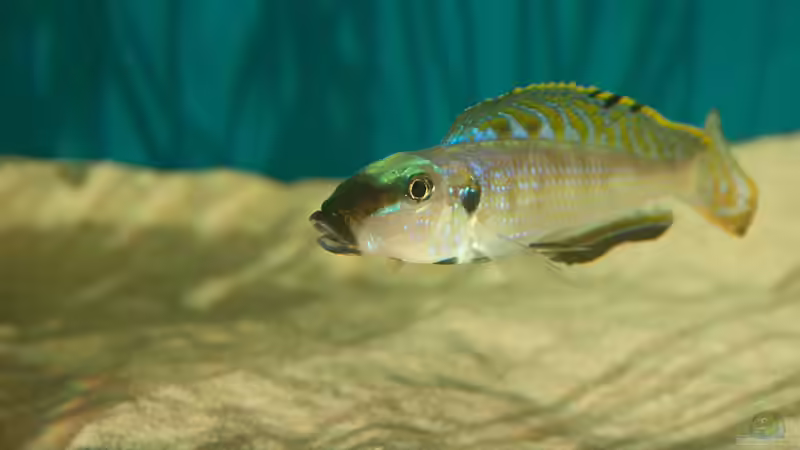 Besatz im Aquarium Sonnenbank von wolf87 (13)