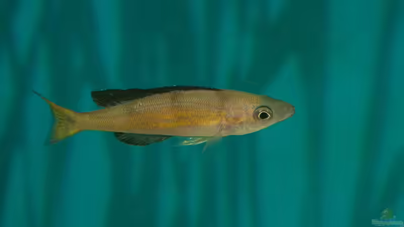 Besatz im Aquarium Sonnenbank von wolf87 (14)