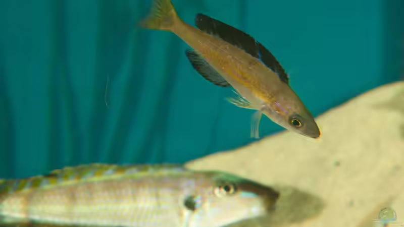 Besatz im Aquarium Sonnenbank von wolf87 (15)