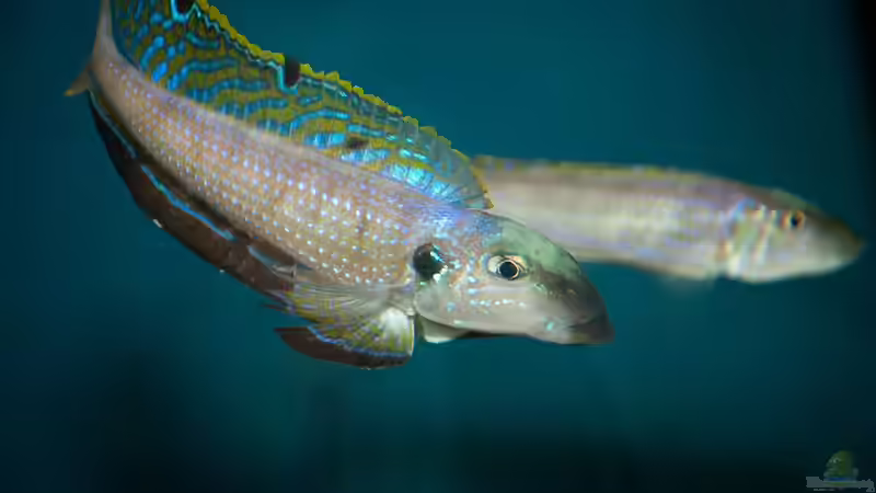 Besatz im Aquarium Sonnenbank von wolf87 (16)