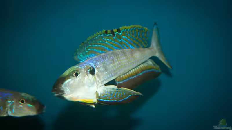 Besatz im Aquarium Sonnenbank von wolf87 (17)