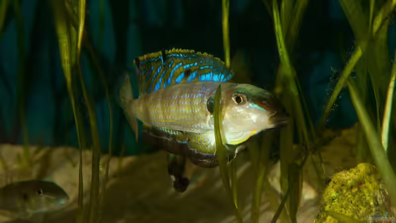 Besatz im Aquarium Sonnenbank von wolf87 (5)