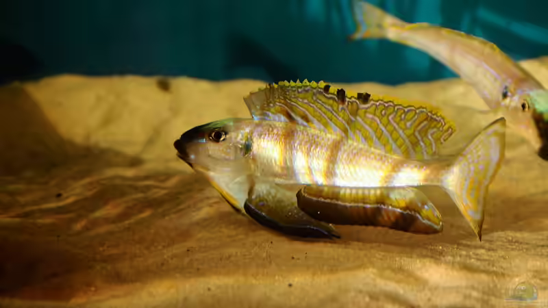 Besatz im Aquarium Sonnenbank von wolf87 (7)