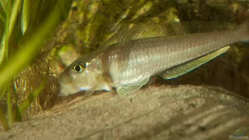 Besatz im Aquarium Sonnenbank von wolf87 (8)