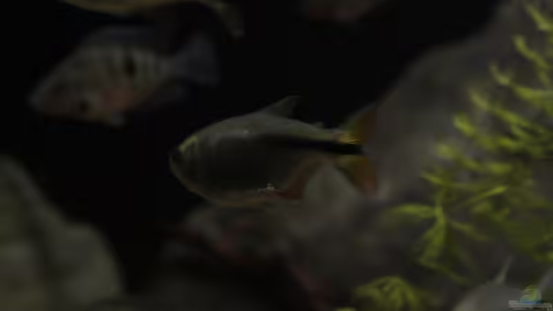 Besatz im Aquarium Sopa De Pescado von Julien Preuß (15)