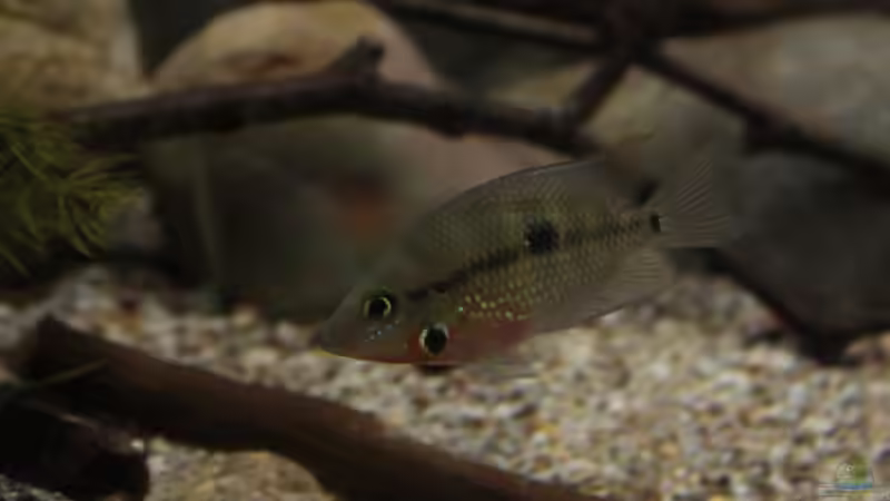 Besatz im Aquarium Sopa De Pescado von Julien Preuß (18)