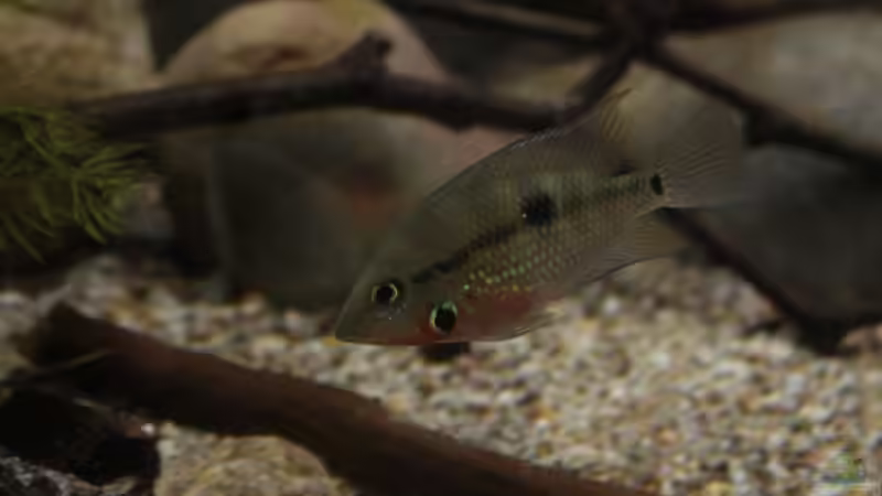 Besatz im Aquarium Sopa De Pescado von Julien Preuß (19)