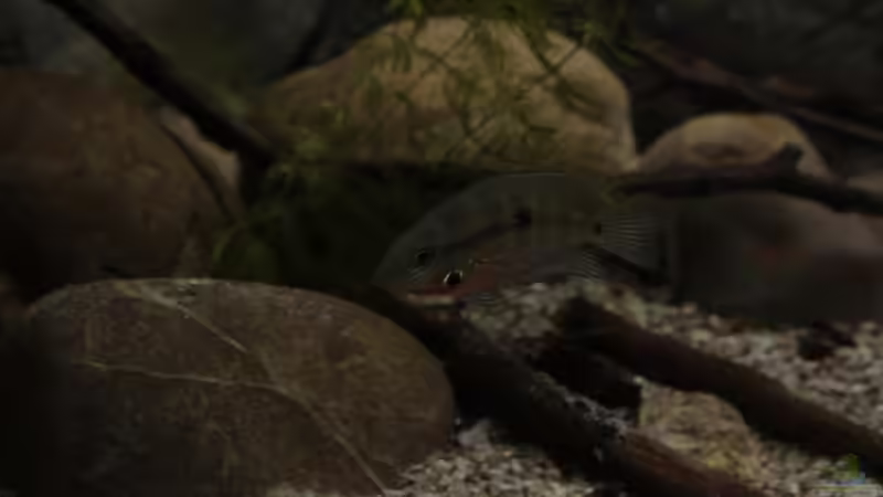 Besatz im Aquarium Sopa De Pescado von Julien Preuß (20)