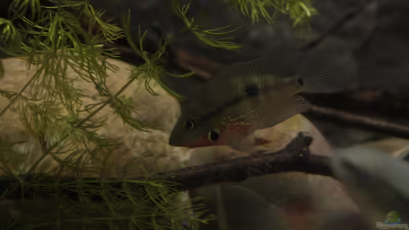 Besatz im Aquarium Sopa De Pescado von Julien Preuß (21)