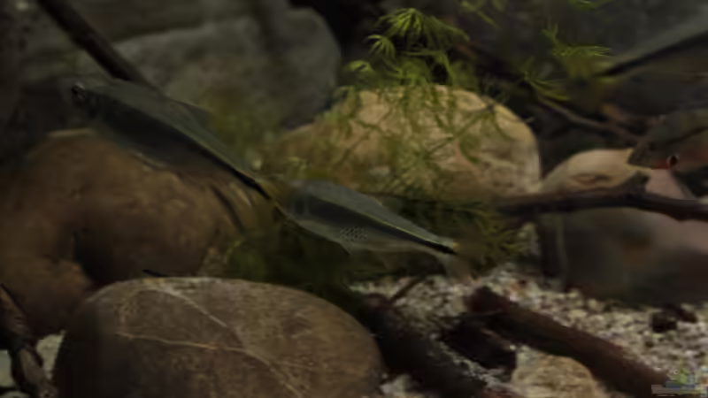 Besatz im Aquarium Sopa De Pescado von Julien Preuß (22)