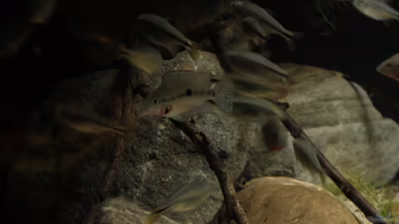 Besatz im Aquarium Sopa De Pescado von Julien Preuß (23)