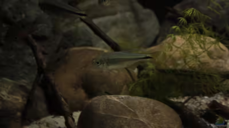 Besatz im Aquarium Sopa De Pescado von Julien Preuß (24)