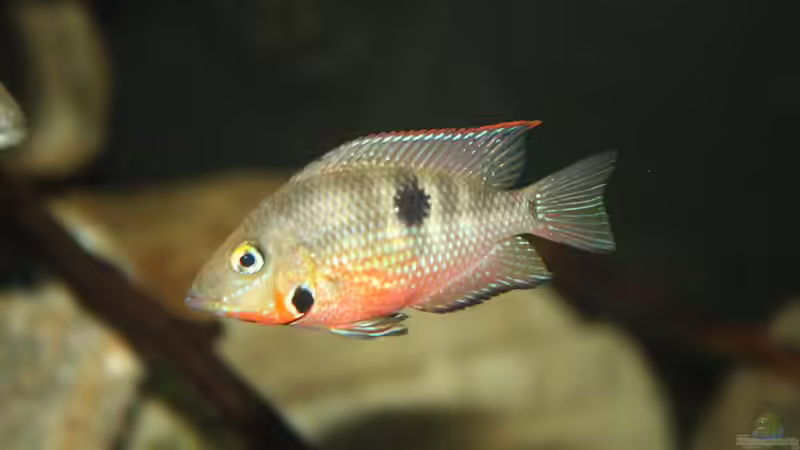 Besatz im Aquarium Sopa De Pescado von Julien Preuß (27)