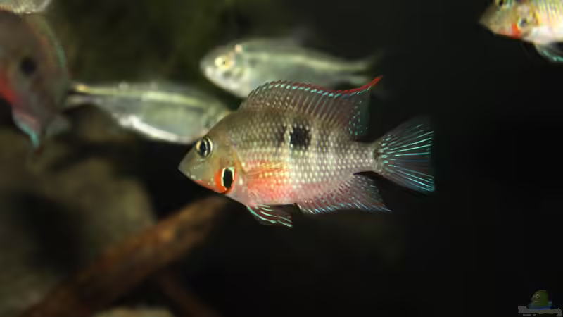 Besatz im Aquarium Sopa De Pescado von Julien Preuß (28)