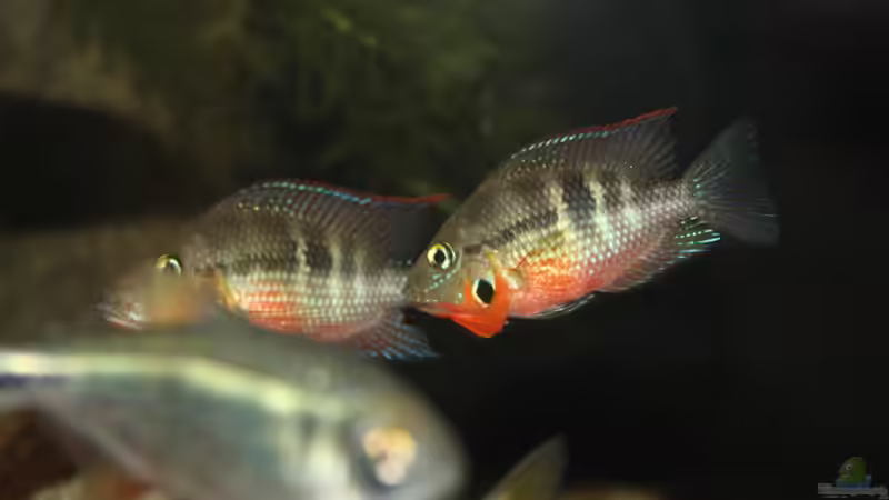 Besatz im Aquarium Sopa De Pescado von Julien Preuß (29)