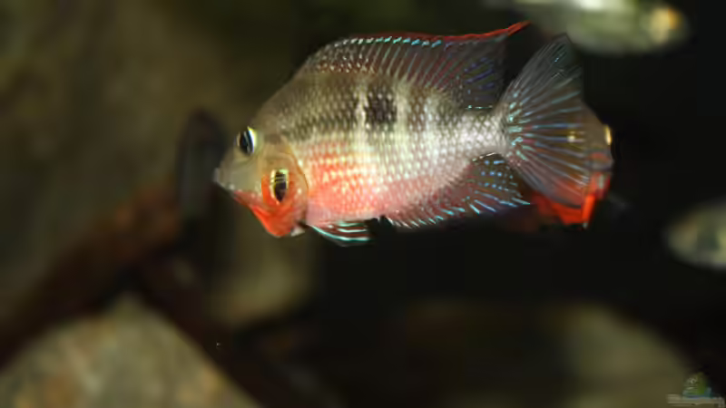 Besatz im Aquarium Sopa De Pescado von Julien Preuß (30)