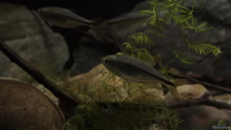 Besatz im Aquarium Sopa De Pescado von Julien Preuß (31)