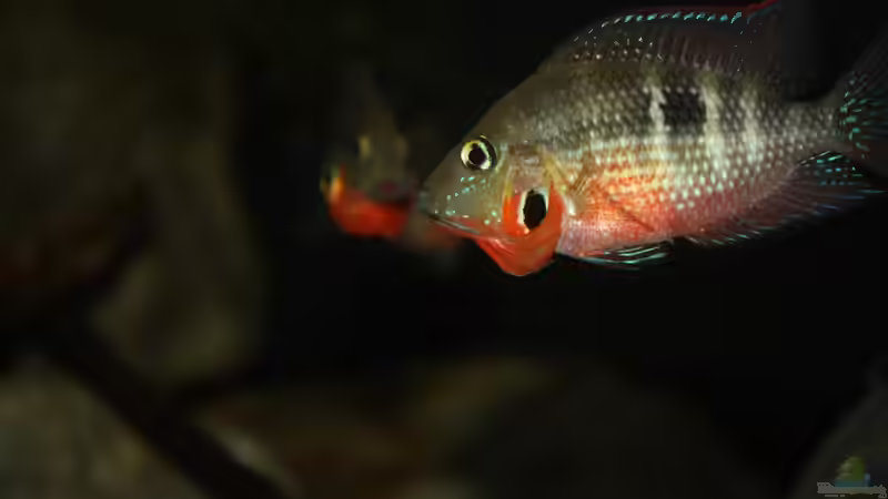 Besatz im Aquarium Sopa De Pescado von Julien Preuß (32)