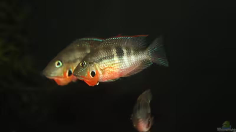 Besatz im Aquarium Sopa De Pescado von Julien Preuß (33)