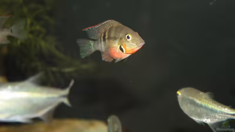 Besatz im Aquarium Sopa De Pescado von Julien Preuß (35)