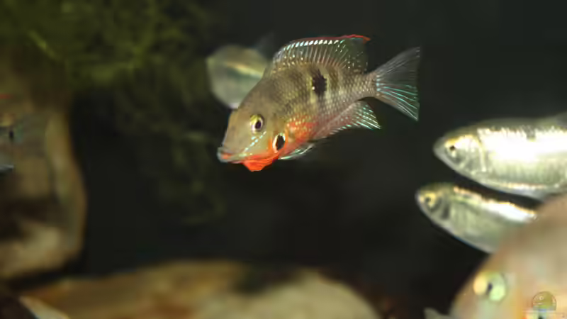 Besatz im Aquarium Sopa De Pescado von Julien Preuß (36)