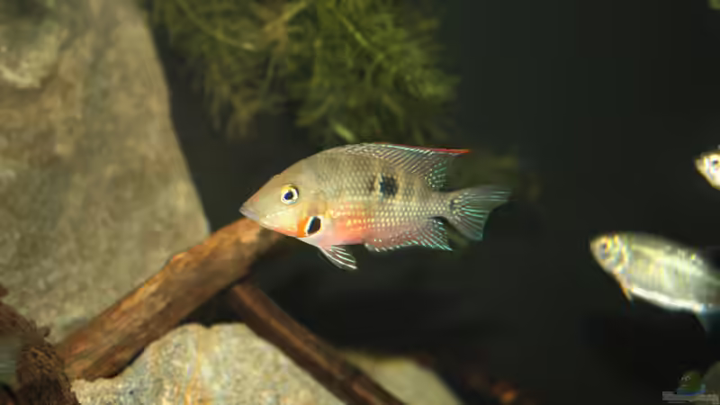 Besatz im Aquarium Sopa De Pescado von Julien Preuß (37)