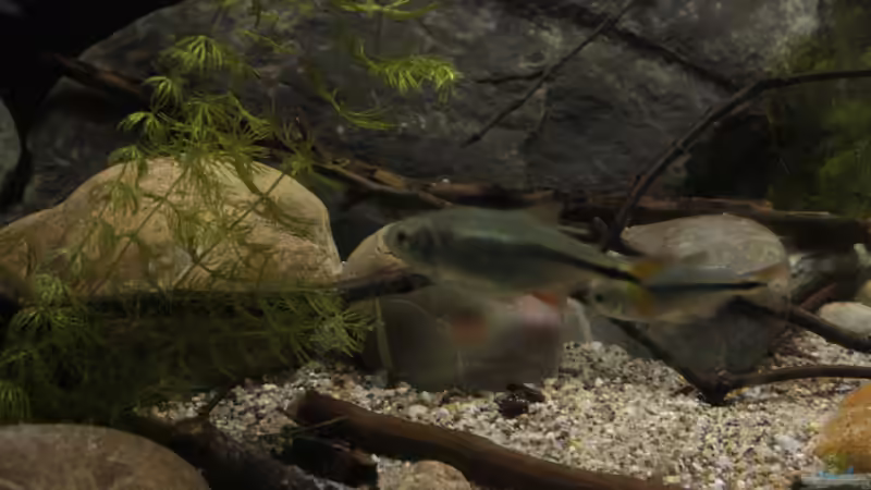 Besatz im Aquarium Sopa De Pescado von Julien Preuß (38)