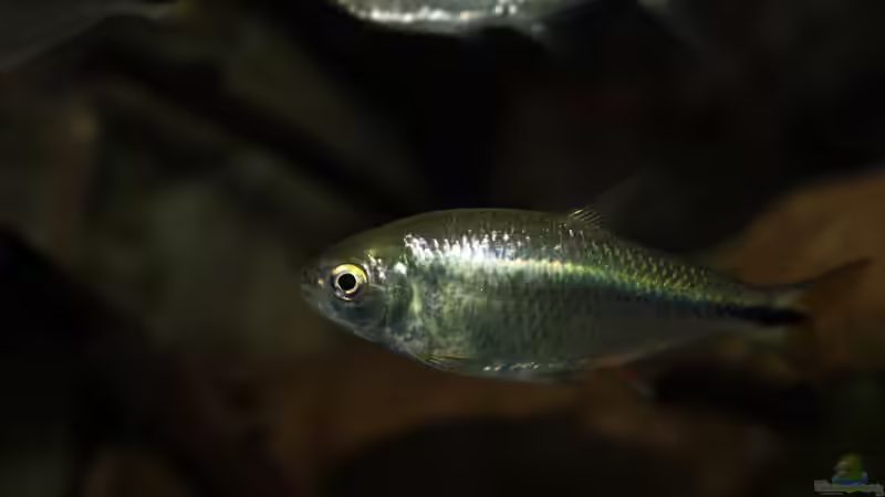 Besatz im Aquarium Sopa De Pescado von Julien Preuß (39)