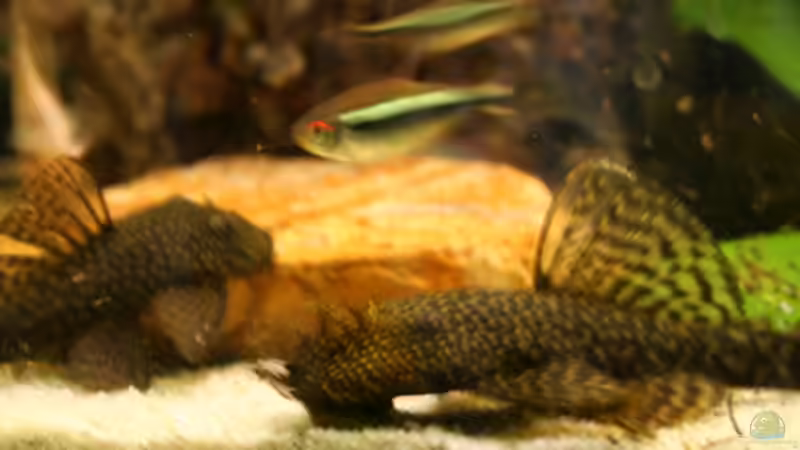 Besatz im Aquarium south america - green hell von NlLs M0nt (17)