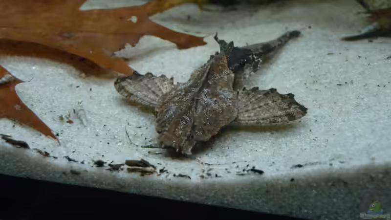 Besatz im Aquarium South America Biotope Nur noch als Beispiel von DerImperator (12)