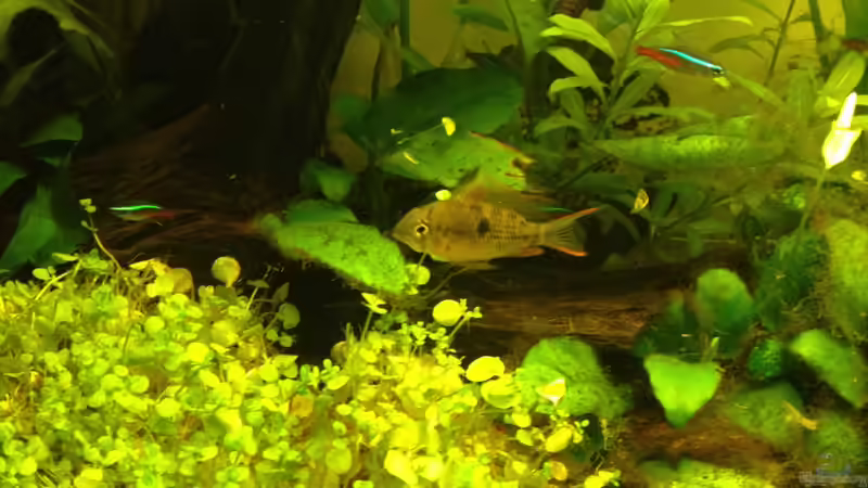 Besatz im Aquarium South-America-Landscape von spanky_cruz (26)