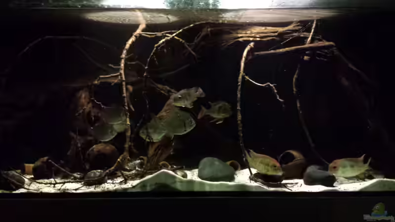 Besatz im Aquarium Southamerican wood von NRW (34)